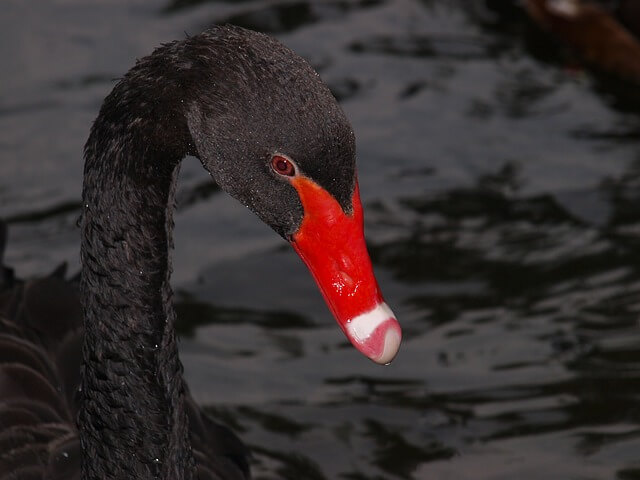 1-cisne-negro